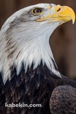 かっこいいハクトウワシのAndroidの壁紙(320px x 480px) スマホ用