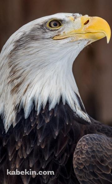 かっこいいハクトウワシのAndroidの壁紙(360px x 592px) スマホ用