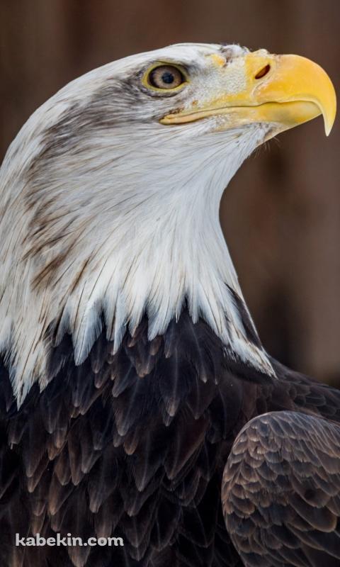 かっこいいハクトウワシのAndroidの壁紙(480px x 800px) スマホ用