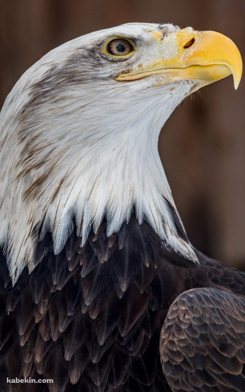 かっこいいハクトウワシのAndroidの壁紙(800px x 1280px) スマホ用