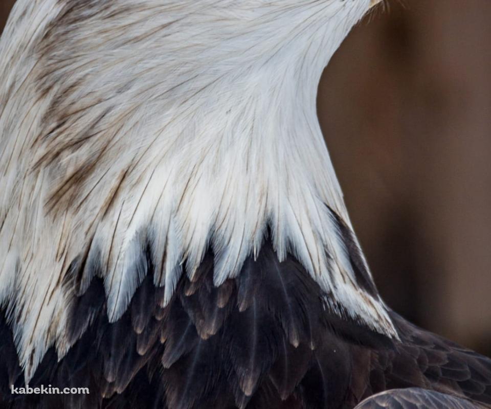 かっこいいハクトウワシのAndroidの壁紙(960px x 800px) スマホ用