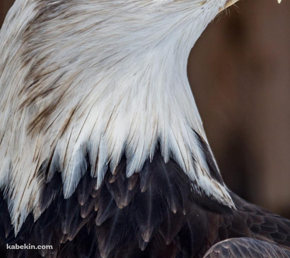 かっこいいハクトウワシのAndroidの壁紙(960px x 854px) スマホ用