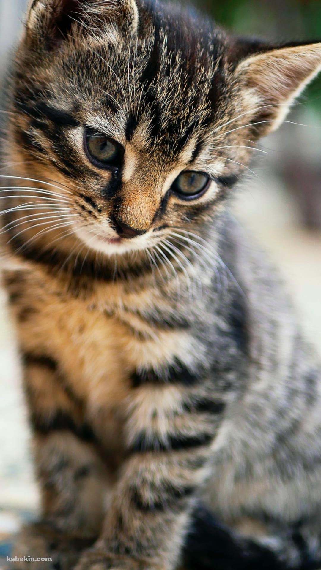 斜め下を見つめる可愛い子猫のAndroidの壁紙(1080px x 1920px) スマホ用