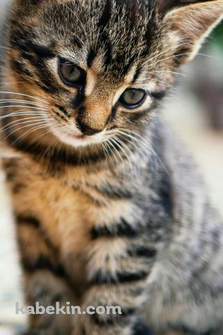 斜め下を見つめる可愛い子猫のAndroidの壁紙(320px x 480px) スマホ用