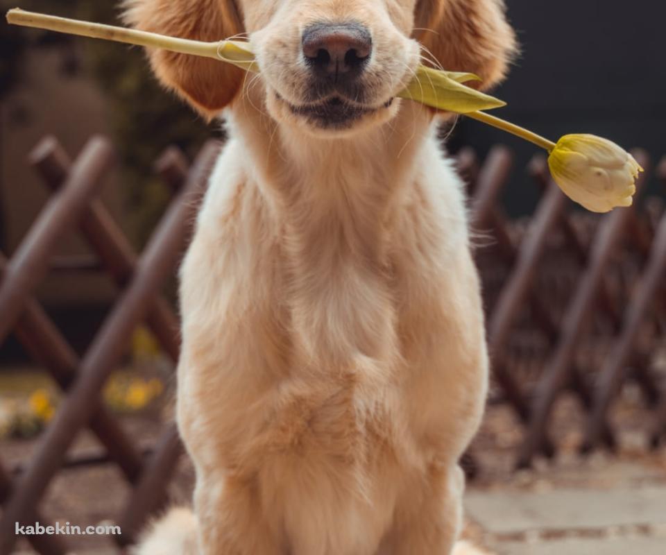 チューリップを咥えたゴールデンレトリバーのAndroidの壁紙(960px x 800px) スマホ用
