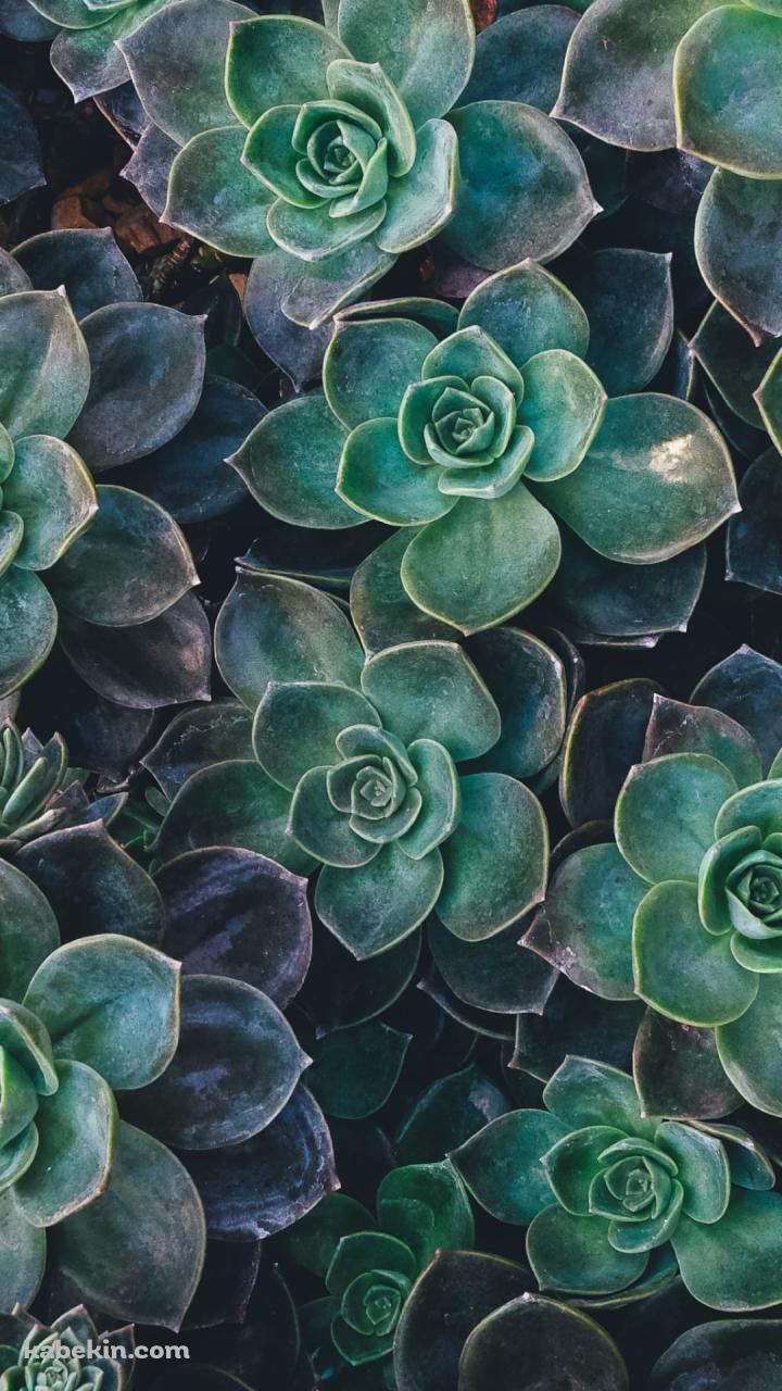 画面いっぱいの多肉植物のAndroidの壁紙(720px x 1280px) スマホ用