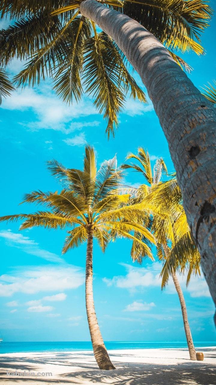 南国の木と青空のAndroidの壁紙(720px x 1280px) スマホ用