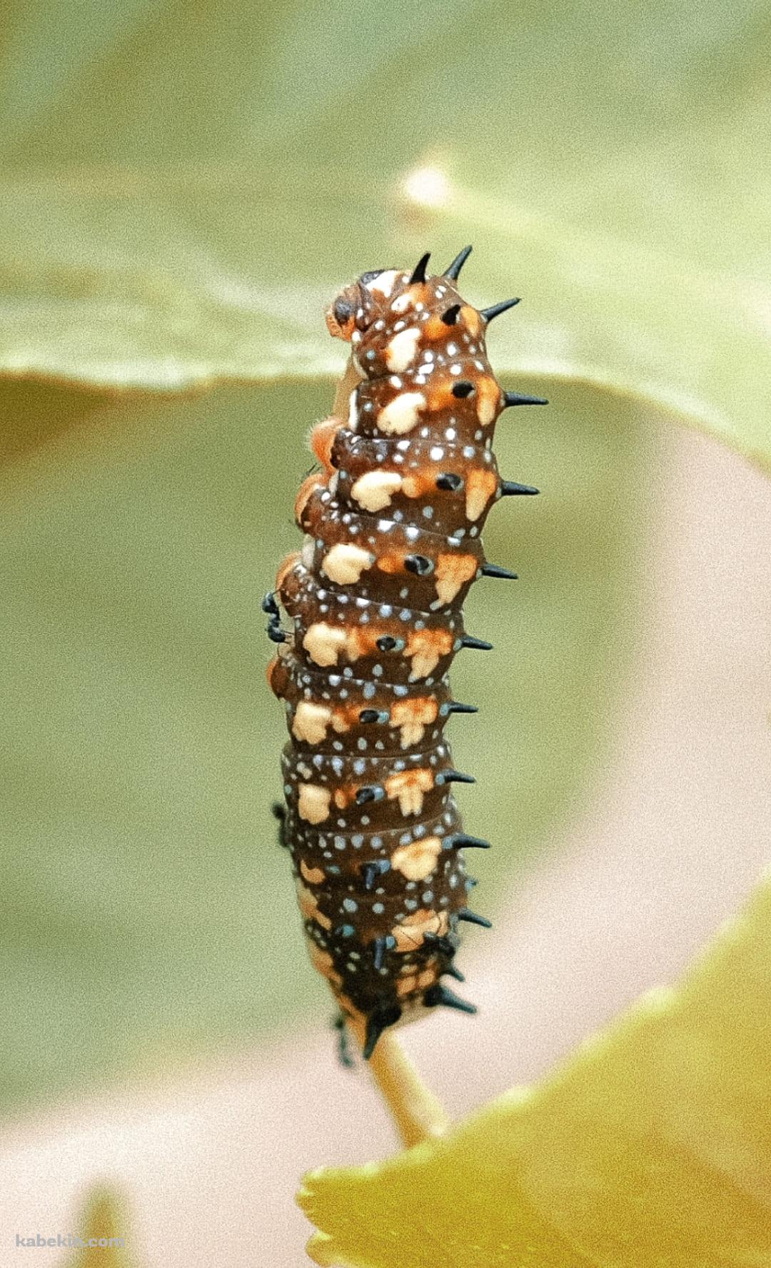 茶色い毛虫のAndroidの壁紙(1080px x 1776px) スマホ用