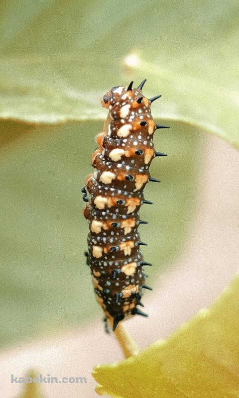 茶色い毛虫のAndroidの壁紙(480px x 800px) スマホ用
