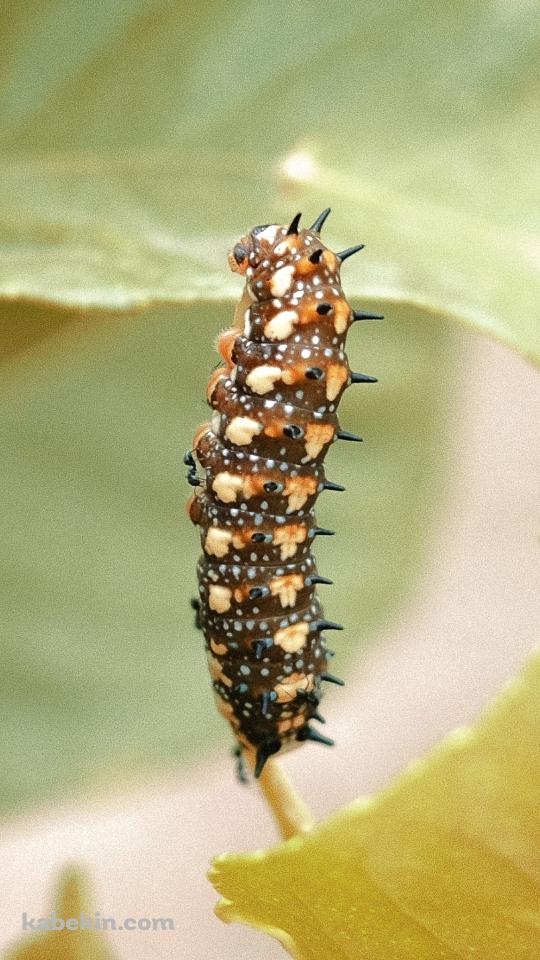 茶色い毛虫のAndroidの壁紙(540px x 960px) スマホ用
