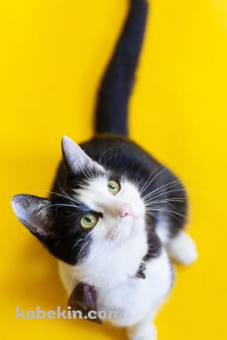 見上げる黒と白のブチ猫のAndroidの壁紙(320px x 480px) スマホ用