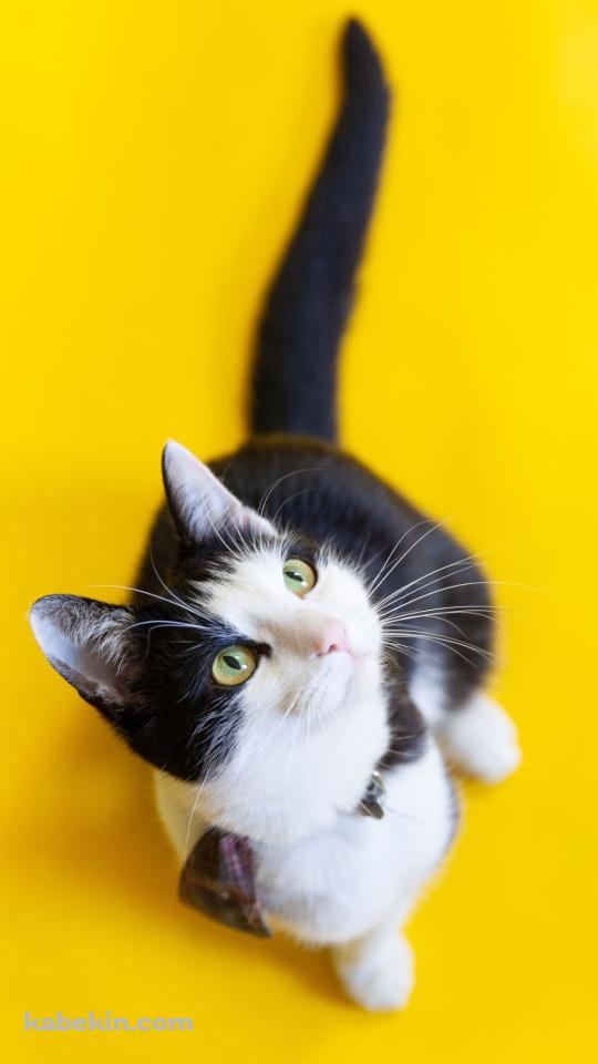 見上げる黒と白のブチ猫のAndroidの壁紙(540px x 960px) スマホ用