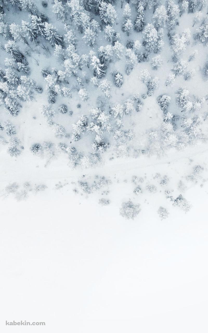 シベリア ツンドラ 針葉樹林のAndroidの壁紙(800px x 1280px) スマホ用