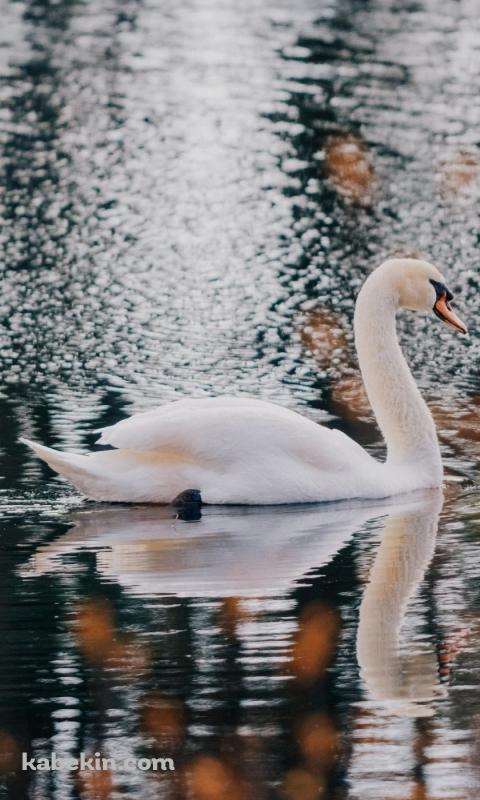 池を泳ぐ白鳥のAndroidの壁紙(480px x 800px) スマホ用