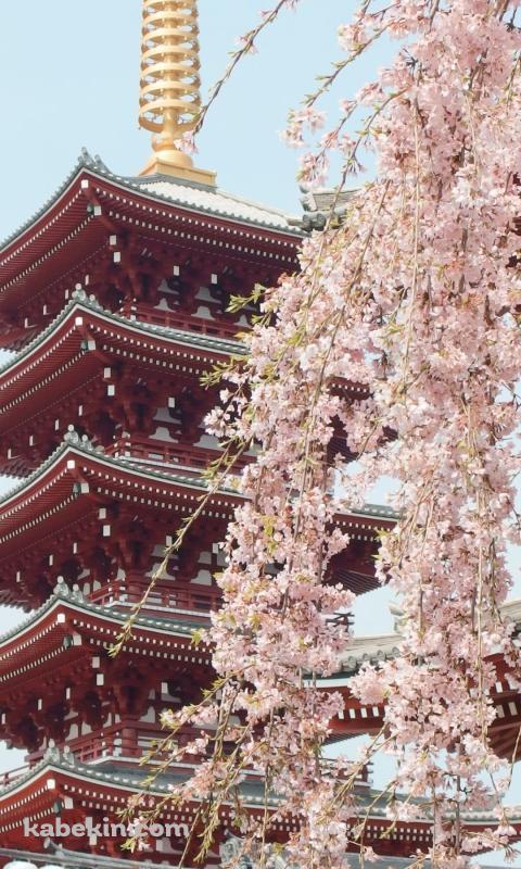 浅草寺のAndroidの壁紙(480px x 800px) スマホ用