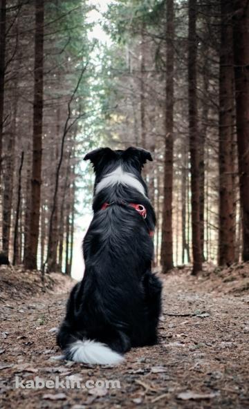 黒い犬と森のAndroidの壁紙(360px x 592px) スマホ用