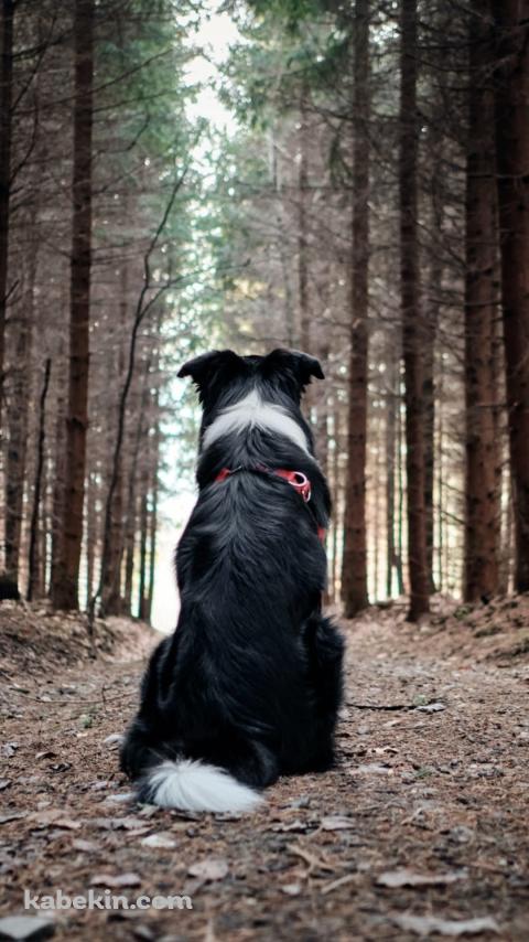 黒い犬と森のAndroidの壁紙(480px x 854px) スマホ用