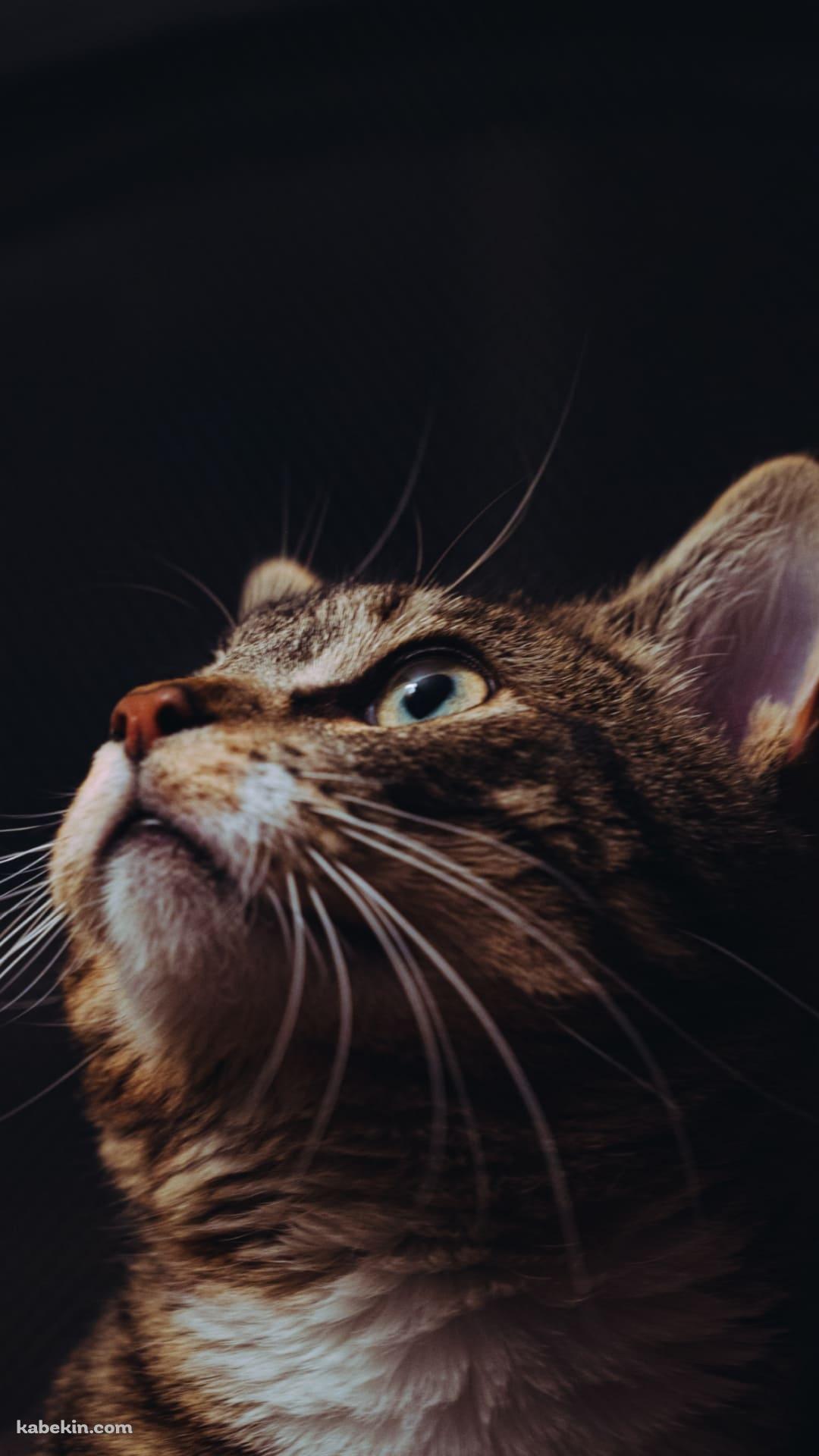 上を見つめる凛とした表情の猫のAndroidの壁紙(1080px x 1920px) スマホ用