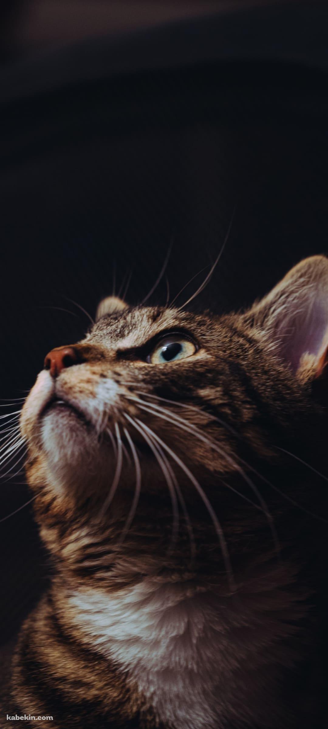 上を見つめる凛とした表情の猫のAndroidの壁紙(1080px x 2400px) スマホ用