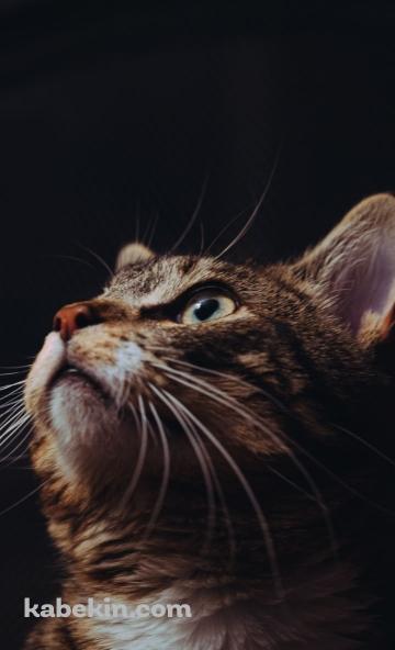 上を見つめる凛とした表情の猫のAndroidの壁紙(360px x 592px) スマホ用