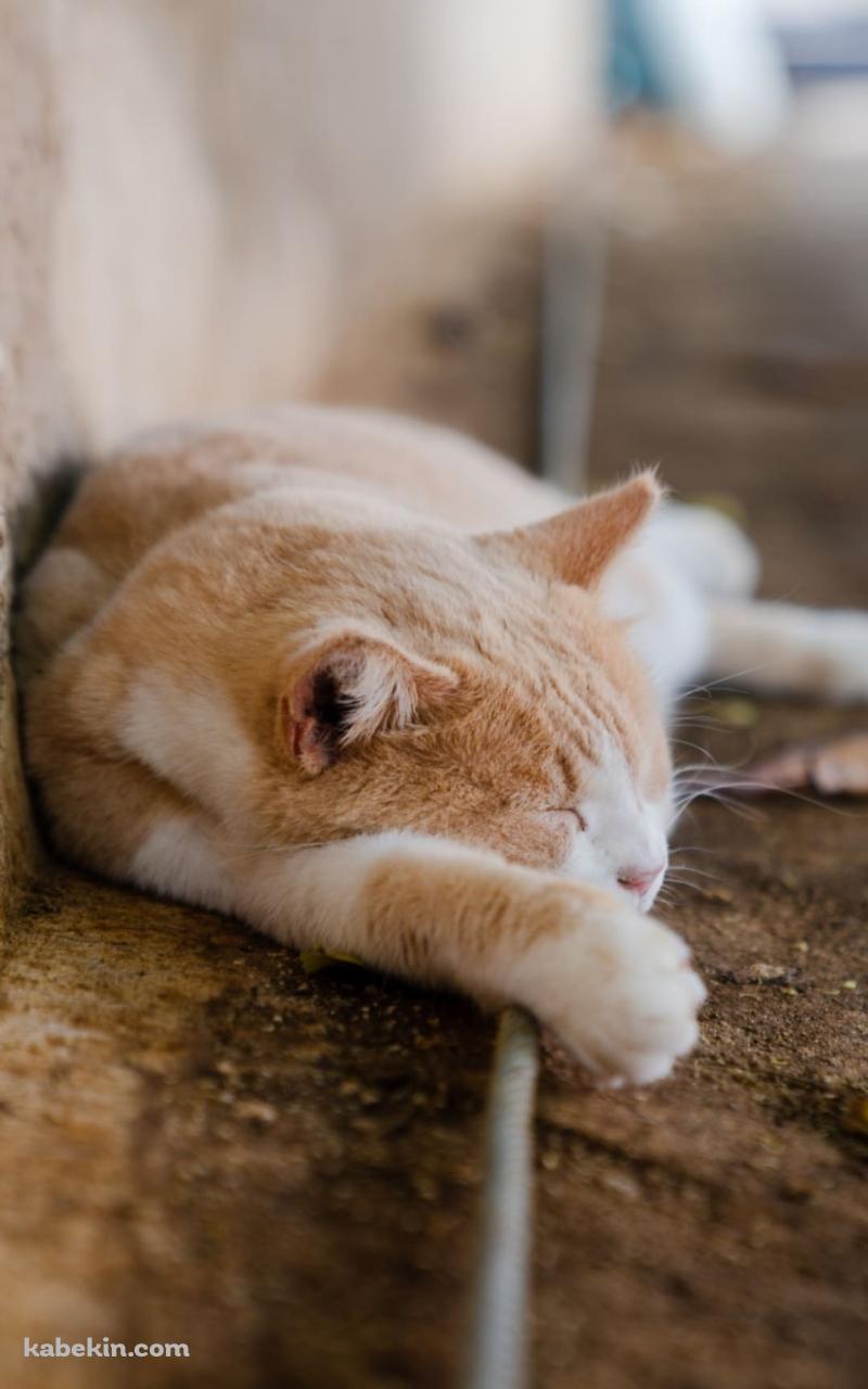 地面に寝ている野良猫のAndroidの壁紙(800px x 1280px) スマホ用
