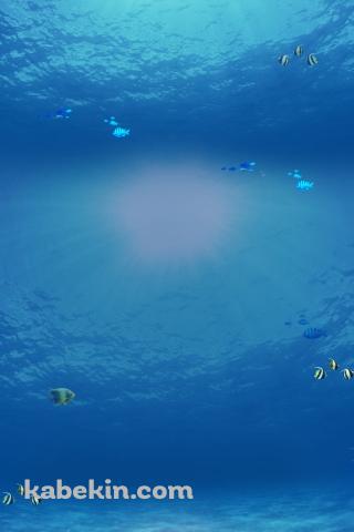 綺麗な海の中のAndroidの壁紙(320px x 480px) スマホ用