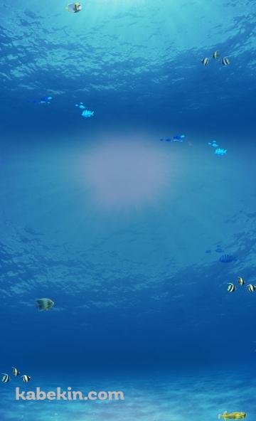 綺麗な海の中のAndroidの壁紙(360px x 592px) スマホ用