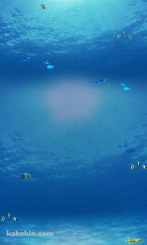 綺麗な海の中のAndroidの壁紙(480px x 800px) スマホ用