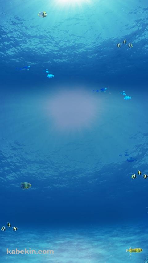 綺麗な海の中のAndroidの壁紙(480px x 854px) スマホ用