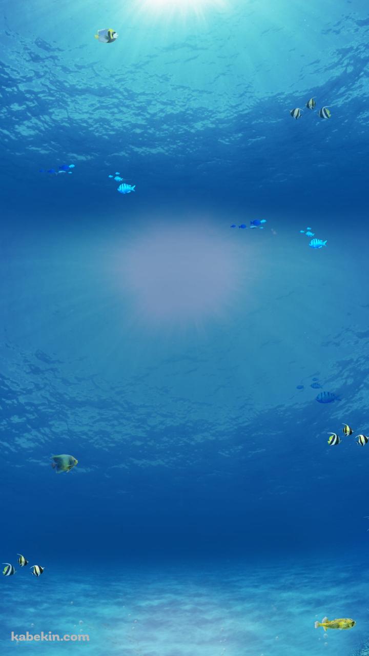 綺麗な海の中のAndroidの壁紙(720px x 1280px) スマホ用