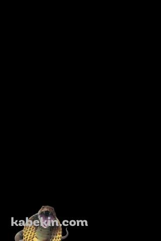 キングコブラのAndroidの壁紙(320px x 480px) スマホ用