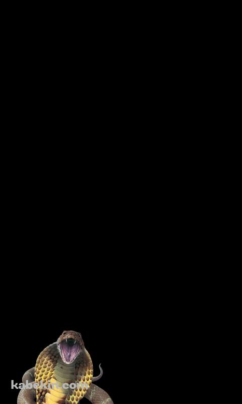 キングコブラのAndroidの壁紙(480px x 800px) スマホ用
