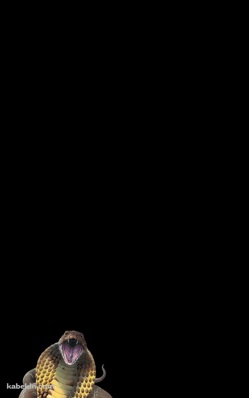 キングコブラのAndroidの壁紙(800px x 1280px) スマホ用