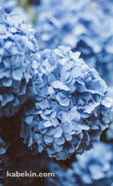 綺麗な水色の紫陽花 6月のAndroidの壁紙(360px x 592px) スマホ用