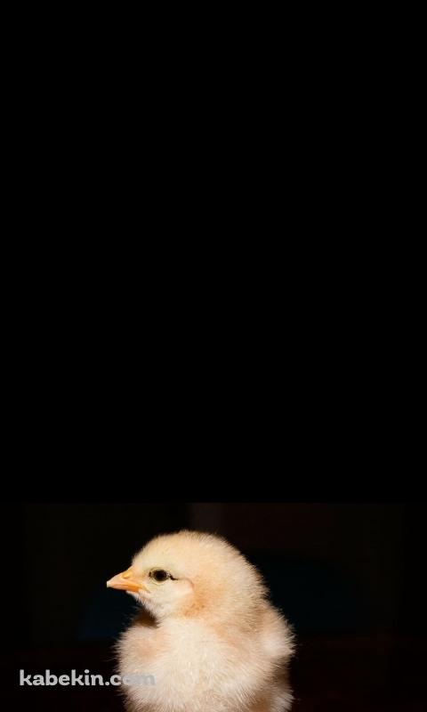 ヒヨコのAndroidの壁紙(480px x 800px) スマホ用