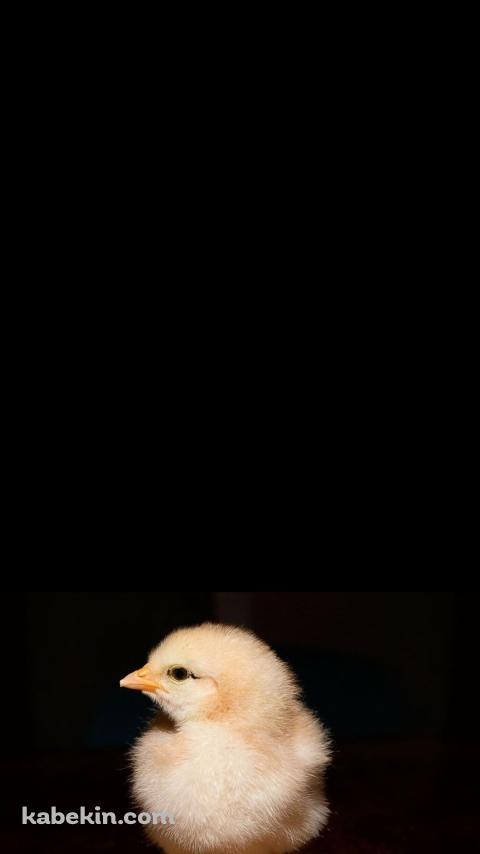 ヒヨコのAndroidの壁紙(480px x 854px) スマホ用