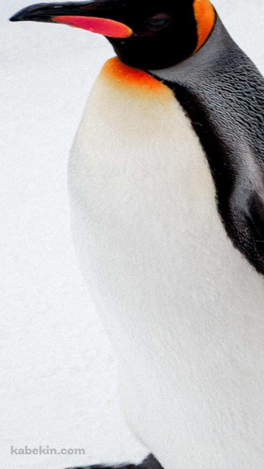 皇帝ペンギンのAndroidの壁紙(540px x 960px) スマホ用