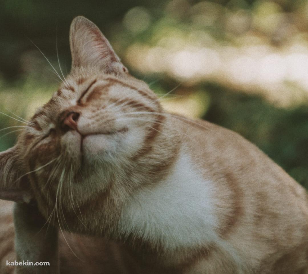 後ろ脚で頭を掻く猫のAndroidの壁紙(1080px x 960px) スマホ用