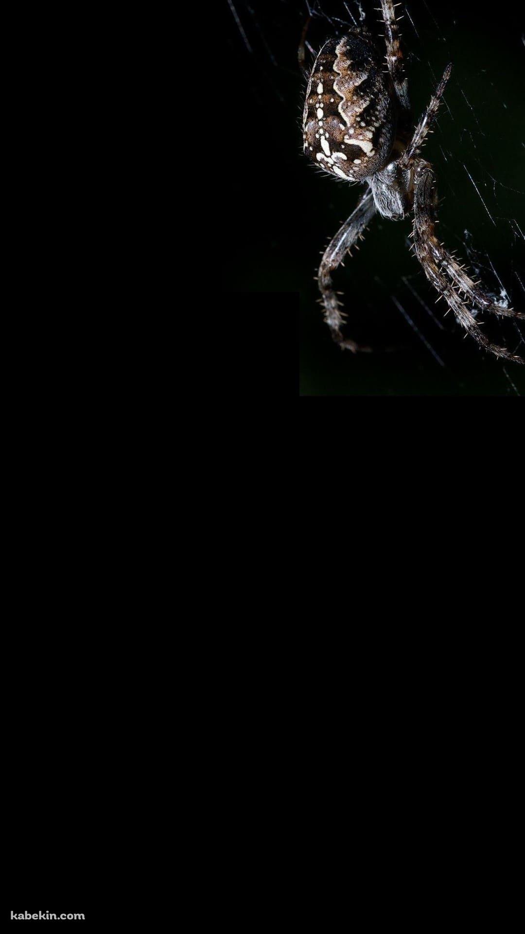 蜘蛛の巣 蜘蛛のAndroidの壁紙(1080px x 1920px) スマホ用