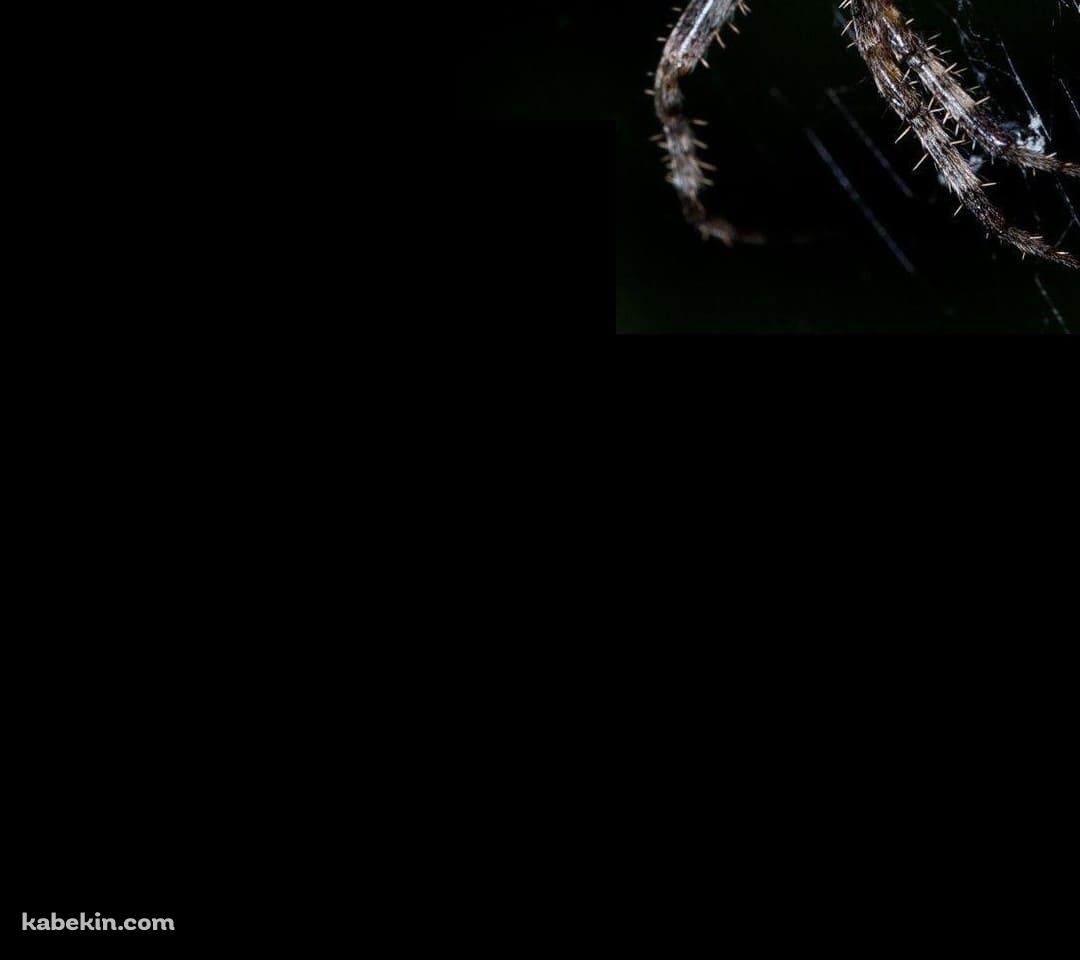 蜘蛛の巣 蜘蛛のAndroidの壁紙(1080px x 960px) スマホ用