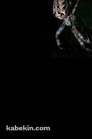 蜘蛛の巣 蜘蛛のAndroidの壁紙(320px x 480px) スマホ用