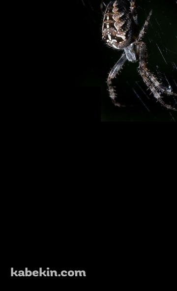 蜘蛛の巣 蜘蛛のAndroidの壁紙(360px x 592px) スマホ用