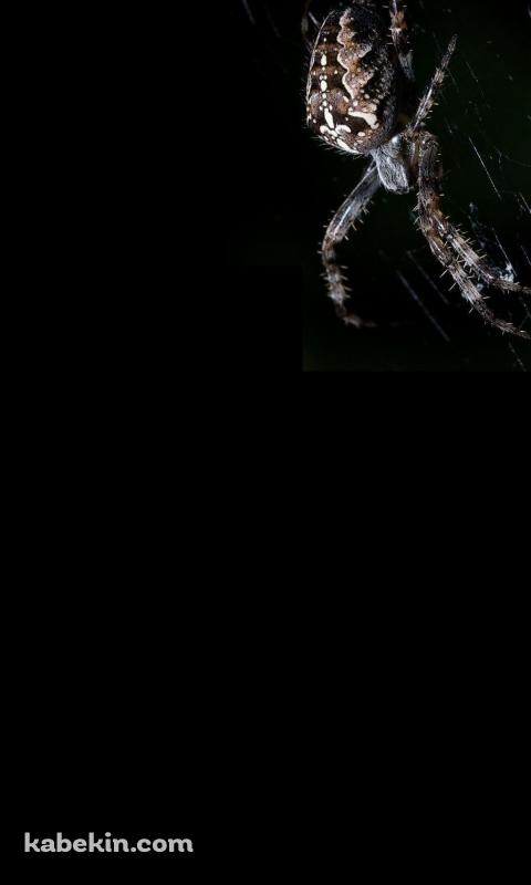 蜘蛛の巣 蜘蛛のAndroidの壁紙(480px x 800px) スマホ用