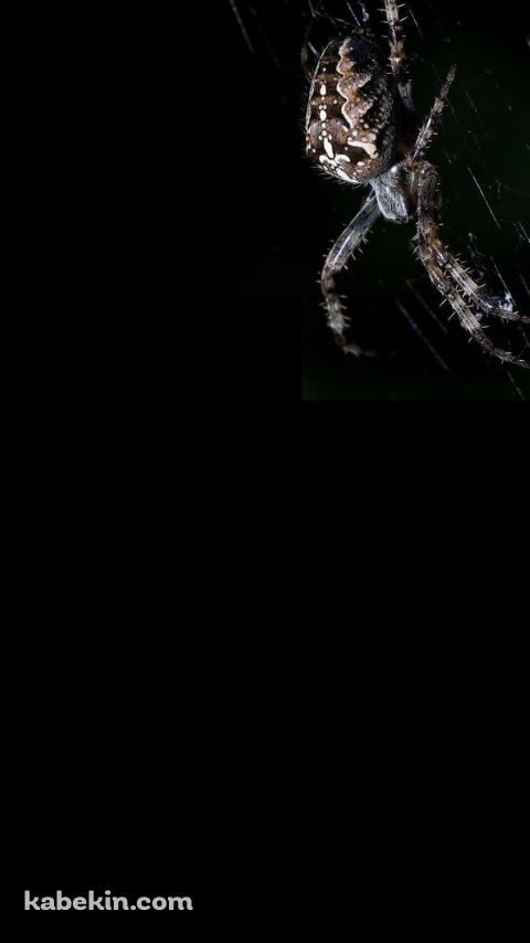 蜘蛛の巣 蜘蛛のAndroidの壁紙(480px x 854px) スマホ用