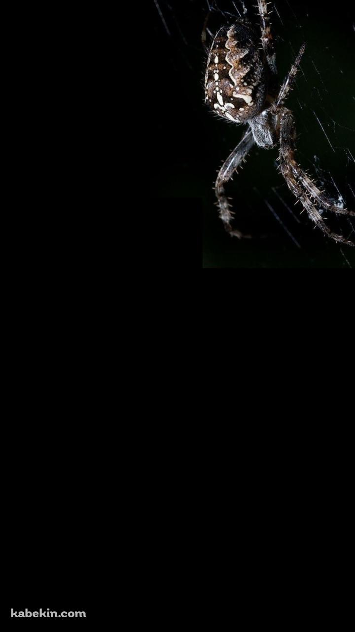 蜘蛛の巣 蜘蛛のAndroidの壁紙(720px x 1280px) スマホ用