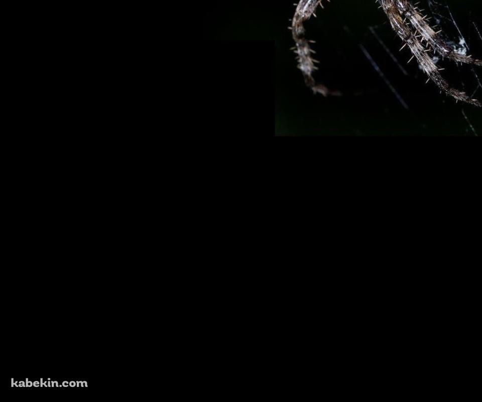 蜘蛛の巣 蜘蛛のAndroidの壁紙(960px x 800px) スマホ用