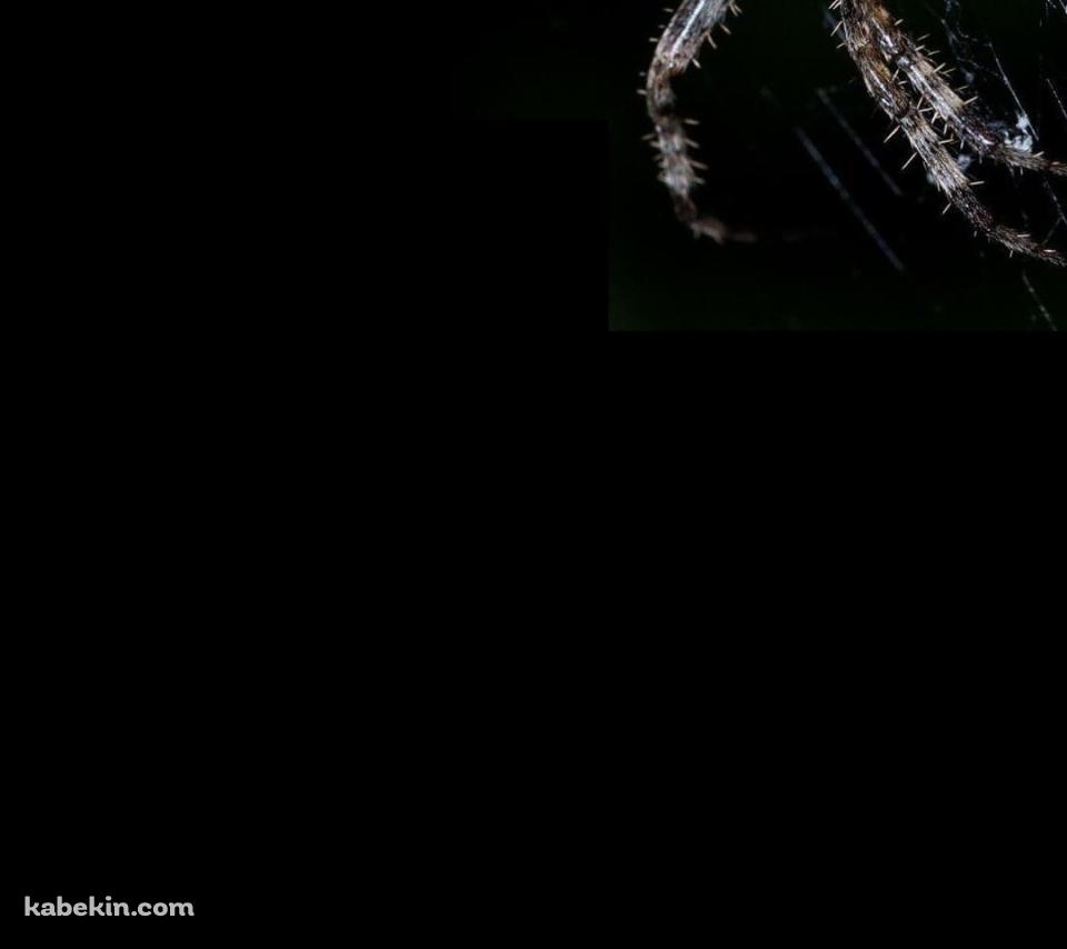 蜘蛛の巣 蜘蛛のAndroidの壁紙(960px x 854px) スマホ用