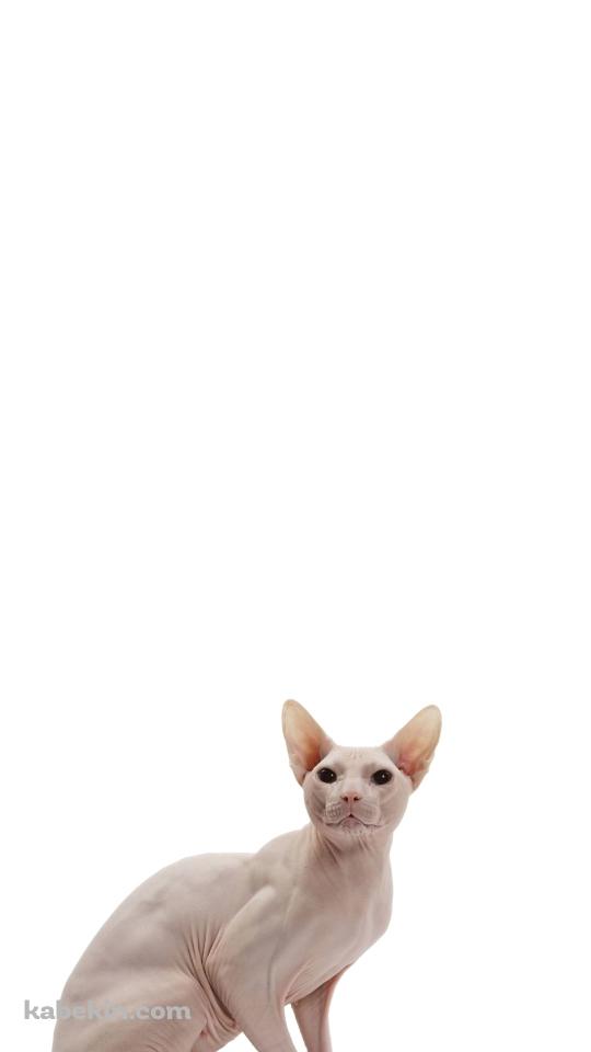 スフィンクス 猫のAndroidの壁紙(540px x 960px) スマホ用