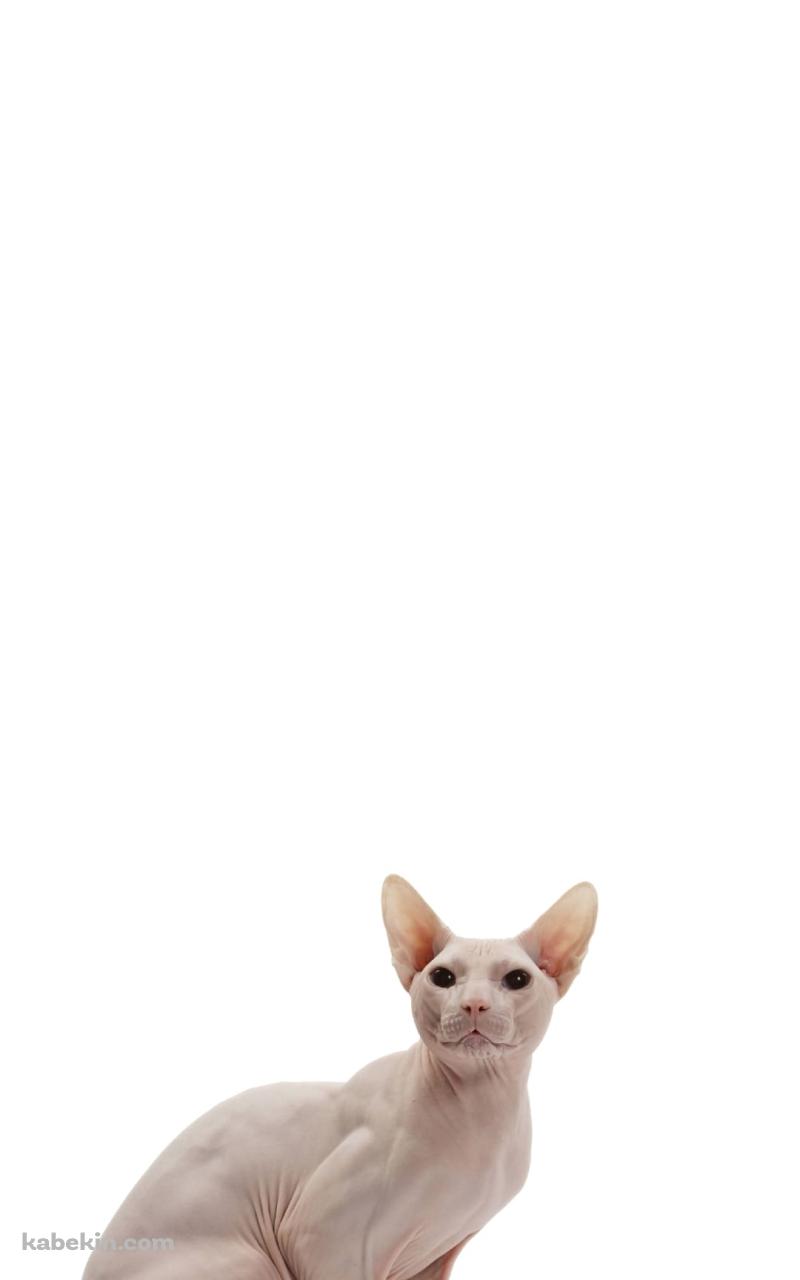 猫 スフィンクスのAndroidの壁紙(800px x 1280px) スマホ用