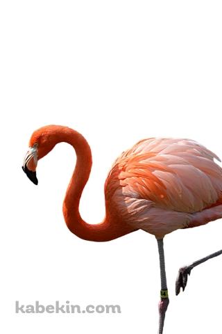 フラミンゴのAndroidの壁紙(320px x 480px) スマホ用